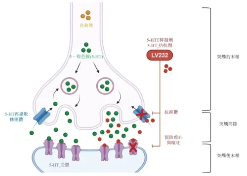 LV232-作用機製圖片