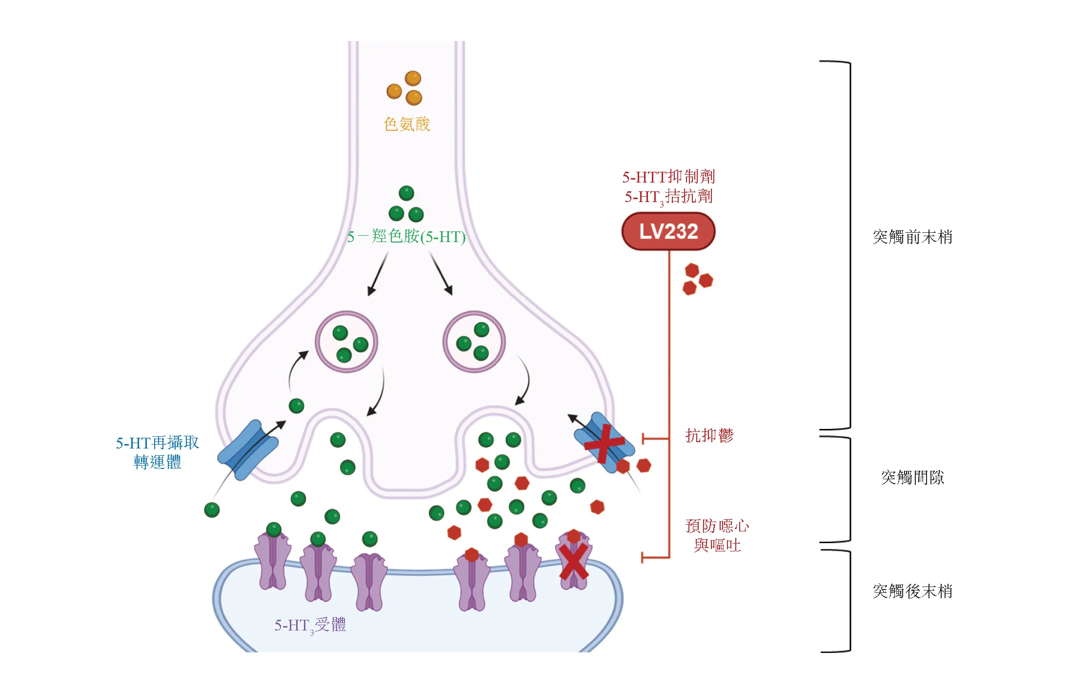 LV232-作用機製圖片