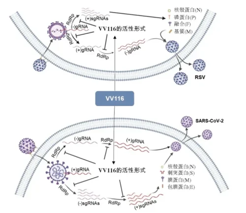 VV116作用机制